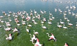 Eber Gölü’nde flamingo şöleni