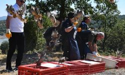Tavşanlı'da da 300 tanesi doğaya salındı!
