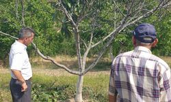 Şuhut’ta ceviz üreticilerine çeşit seçimi uyarısı