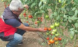 Simav’da Jeotermal seralarda domates denetimi