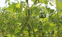 Boncuk fasulyesinde hasat sezonu başladı