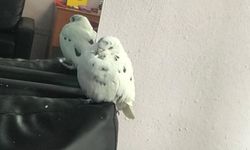 Bilecikli emlakçının “şans”ı kayboldu, duygusal çağrı