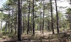 Afyonkarahisar'da ağaç budama çalışmaları yapılacak