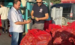 Kornişon salatalıklara sağlık kontrolü