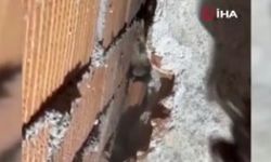 Eskişehir'de duvar arasına sıkışan anne ve yavrularına yardım eli!