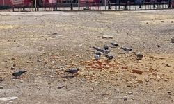 Eskişehir'de güvercinler boş alanı mesken tuttu