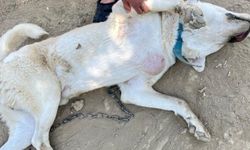 Bilecik'te yaralı halde bulundu, ameliyatıyla kurtarıldı