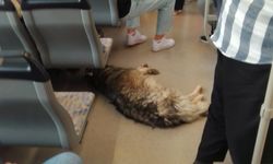 Eskişehir'de tramvayda böyle serinledi!
