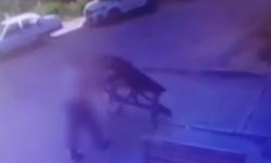 Bilecik'te kamu malına zarar!