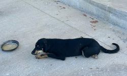 Aracın çarptığı can dosttan iyi haber!