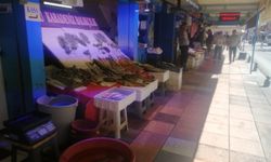Balıkçıklar gün saymaya başladı