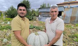 Şuhut’ta balkabağı hasadı başladı