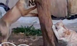 Bilecik'te tilki ve kedinin oyunu görenleri gülümsetti