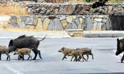 WWF’den kritik uyarı: Ekolojik koridorlar hayat kurtarır