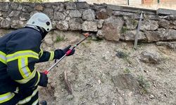 Bilecik'te yılana benzettiler, kertenkele çıktı!