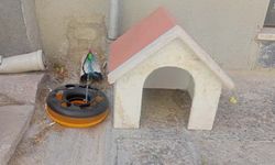 Eskişehir'de sokak hayvanlarına yönelik duyarlı hareket!