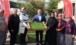 Bilecik’te 926 bin marul fidesi üreticilere dağıtıldı