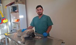 Kütahya'da yaralı köpeğine belediye sahip çıktı