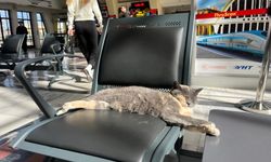 Eskişehir tren garının sevimli misafiri yolcuları gülümsetti!