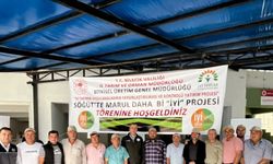 Söğüt’te marul üretiminde İyi Tarım Projesi genişliyor