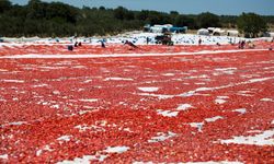 Türk Kuru Domatesi 98 Ülkenin Sofrasında