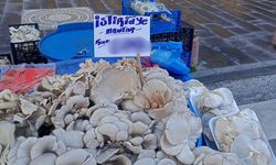 Eskişehir’de istiridye mantarı lüks hale geldi!