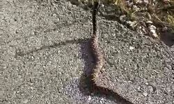 Kütahya'da yolun ortasında gördü, elleriyle yakaladı!