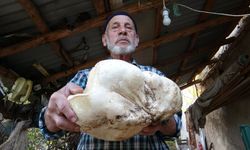 Ormanında dev mantar şaşkınlık yarattı