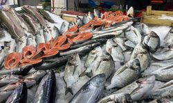 Balık tezgahlarında ilgi odağı hamsi!