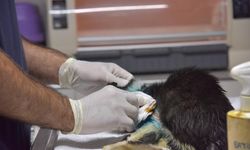 Bilecik’te sokak kedisi operasyonla sağlığına kavuştu