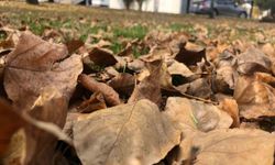 Dökülen yaprakla kartpostallık görüntüler oluşturdu