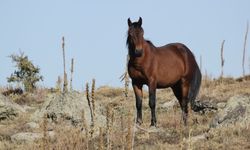 Kumalar Dağı’nda yılkı atları ve bulutların dansı büyüledi