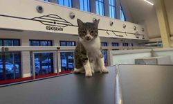 Eskişehir Tren İstasyonu'nun müdavim yolcuların gözdesi