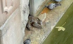 Porsuk Çayı'nı fareler bastı: Birlikte beslendiler!