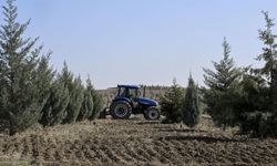 Türkiye’nin yeşil seferberliği meyvesini verdi