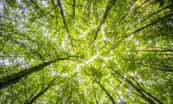 11 Kasım’da tüm Türkiye fidan dikmeye hazırlanıyor!