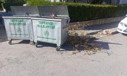 Eskişehir’de görüntü kirliliği: Ağaç dalları günlerdir toplanmadı!