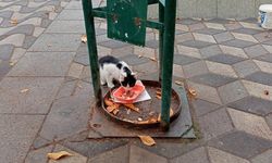 Eskişehir'de soğuk havada minik kediye esnaftan destek
