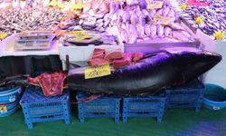 Türkiye’de özel izinle satışa çıkıyor: Eskişehir'de tezgahta gören bakakaldı!