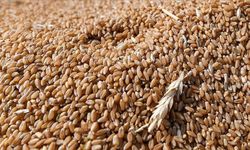 Tahıl üretimindeki rekor artış gıda fiyatlarını düşürecek!