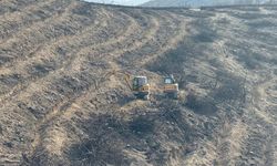 Bilecik'te yangında kül olan alanlar yeniden yeşilleniyor!