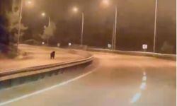 Bilecik'te ana yolda ayı şaşkınlığı!