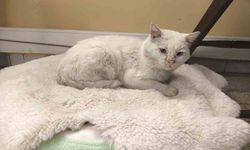 Bozüyük’te öğrenciler sokak Kedisi “Şeker”i sahiplendi