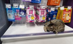 Eskişehir'de soğuğundan kaçıp mağazaya sığındı!