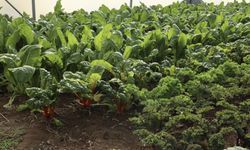 Eskişehir’de organik ürünlerden kalıntı çıkmadı