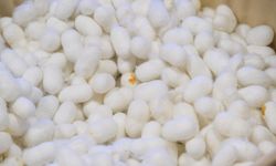 Eskişehir'de ipeğin yolculuğu yeniden canlanıyor