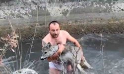 Kütahya'da akıntıya kapılan karaca son anda kurtarıldı!