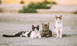 Eskişehir Büyükşehir Belediyesi'nden sokak hayvanlarına destek çağrısı!