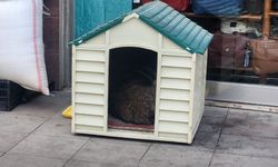 Eskişehir'de soğuklar başladı: Sokak hayvanları kulübelere sığınıyor!