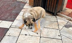 Eskişehir’de o görüntü vatandaşları harekete geçirdi!